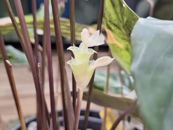 Foto von Calathea (Goeppertia louisae).