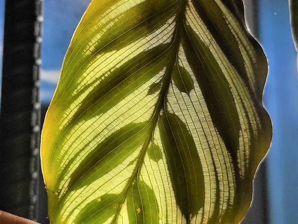 Foto von Calathea (Goeppertia makoyana).