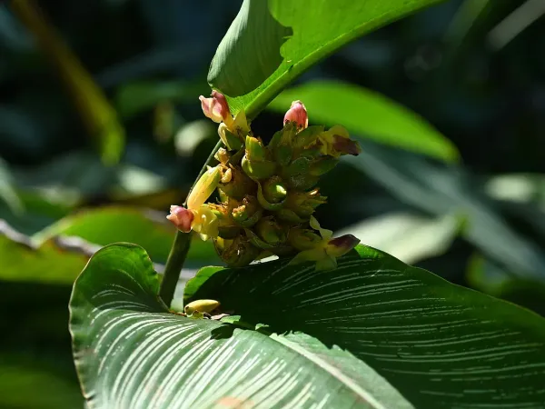 Foto von Calathea (Goeppertia ornata).