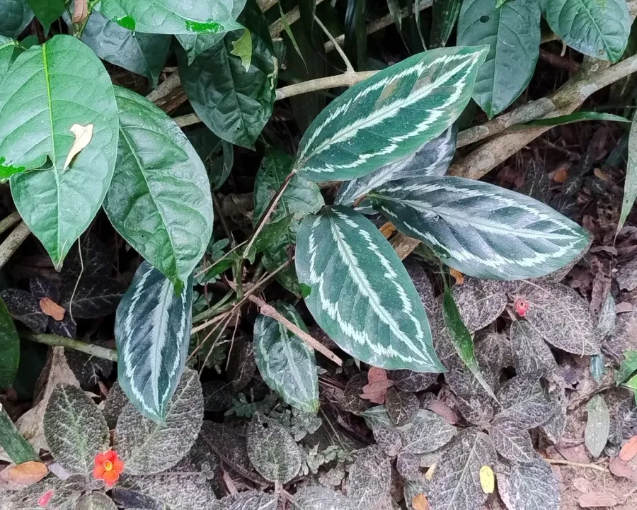 Foto von Calathea (Goeppertia picturata).