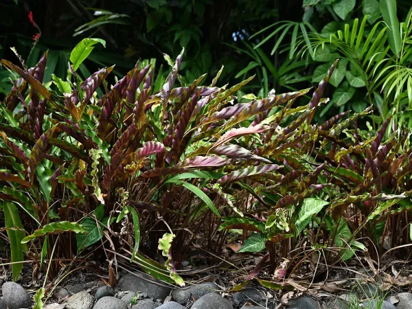 Foto von Calathea (Goeppertia rufibarba).