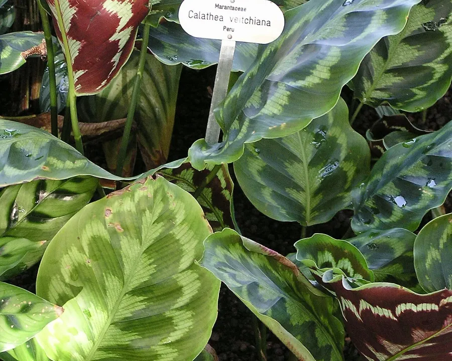 Foto von Calathea (Goeppertia veitchiana).