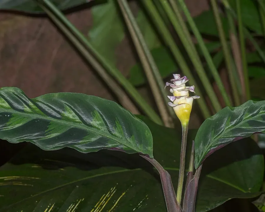 Foto von Calathea (Goeppertia warszewiczii).