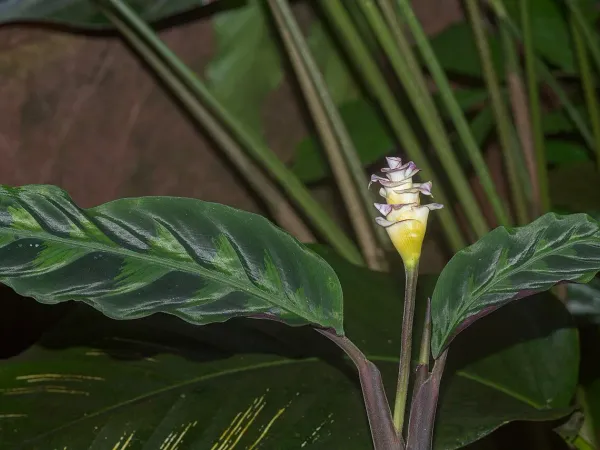 Foto von Calathea (Goeppertia warszewiczii).