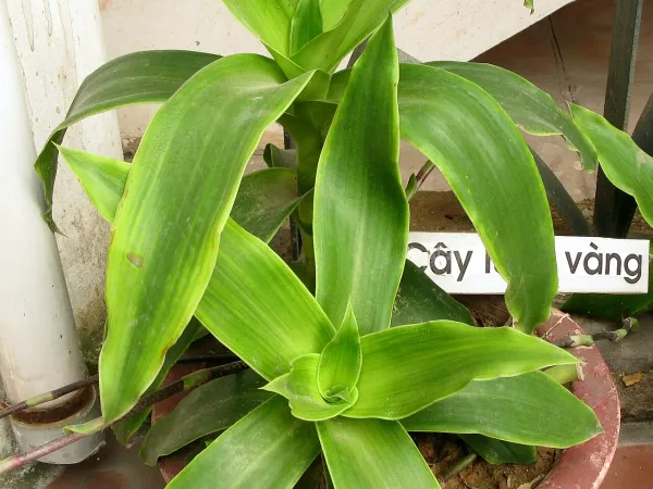 Foto von Callisia (Callisia fragrans).