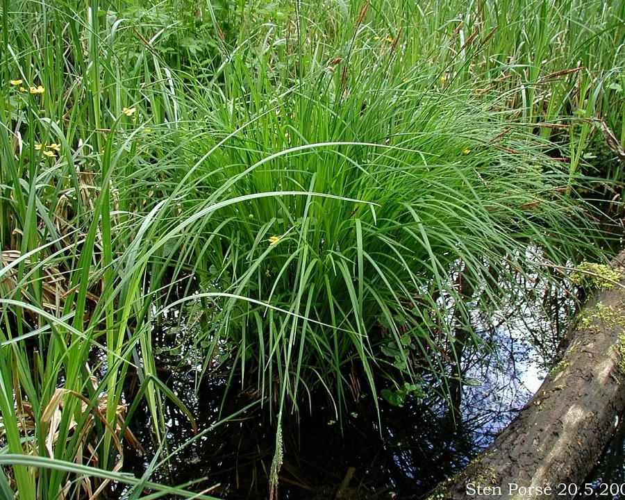 Foto von Carex (Carex montana).