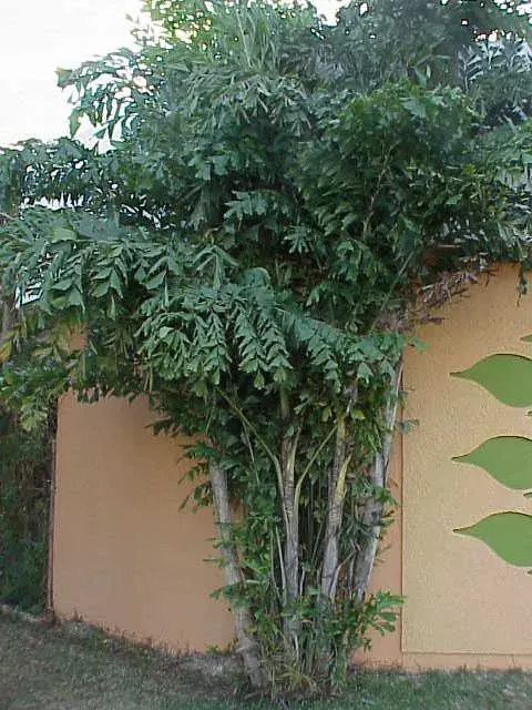 Foto von Caryota (Caryota mitis).