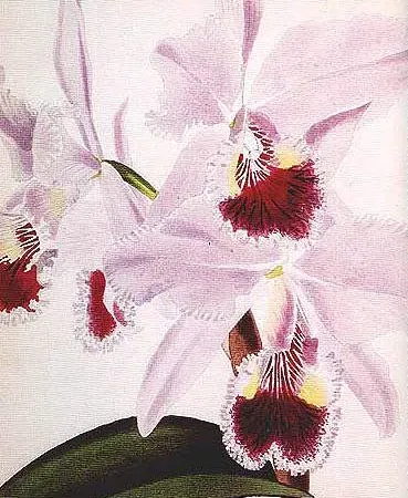 Foto von Cattleya (Cattleya labiata).