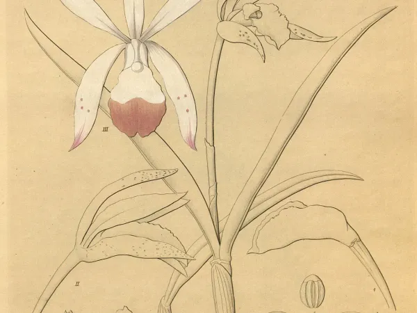 Foto von Cattleya (Cattleya intermedia).