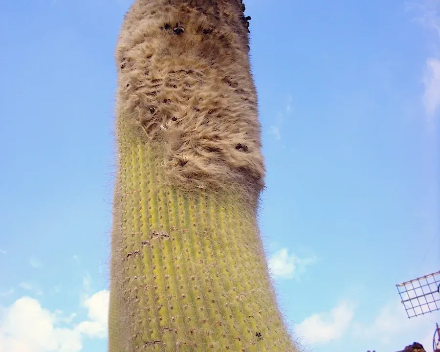 Foto von Cephalocereus (Cephalocereus senilis).