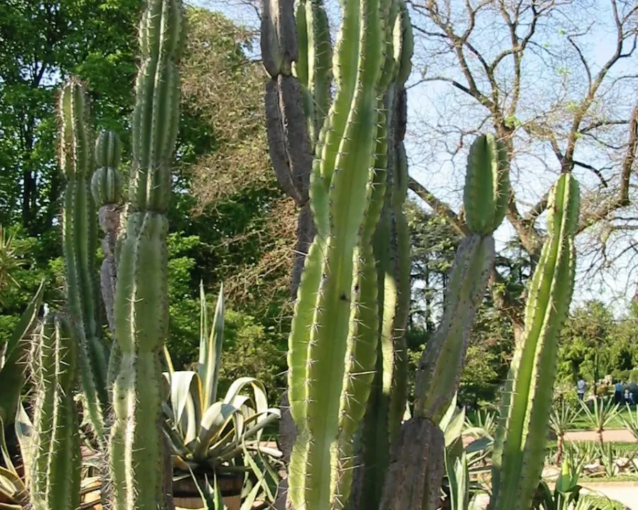 Foto von Cereus (Cereus jamacaru).