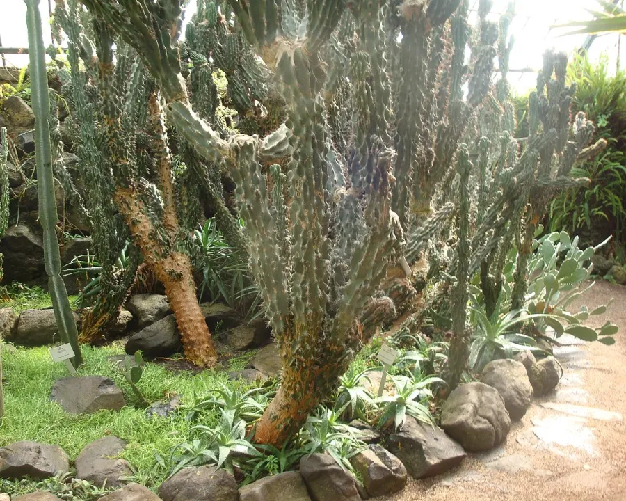 Foto von Cereus (Cereus uruguayanus).