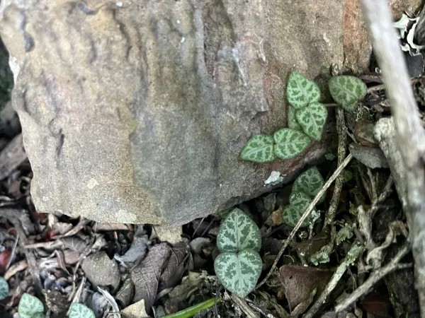 Foto von Ceropegia (Ceropegia woodii).