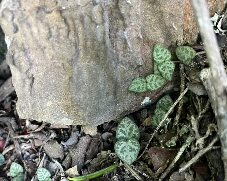 Foto von Ceropegia (Ceropegia woodii).