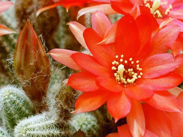 Foto von Chamaecereus (Chamaecereus silvestrii).