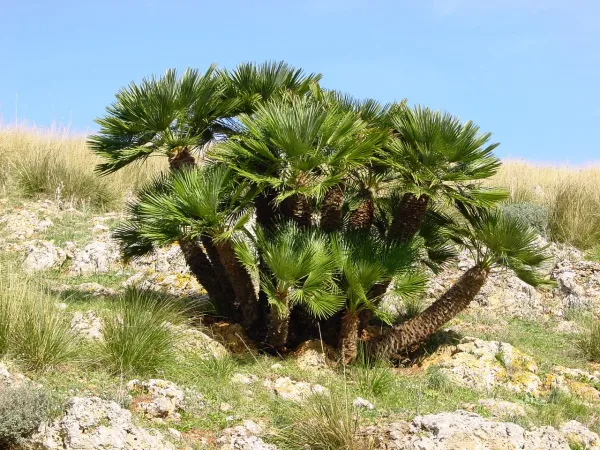 Foto von Chamaerops (Chamaerops humilis).
