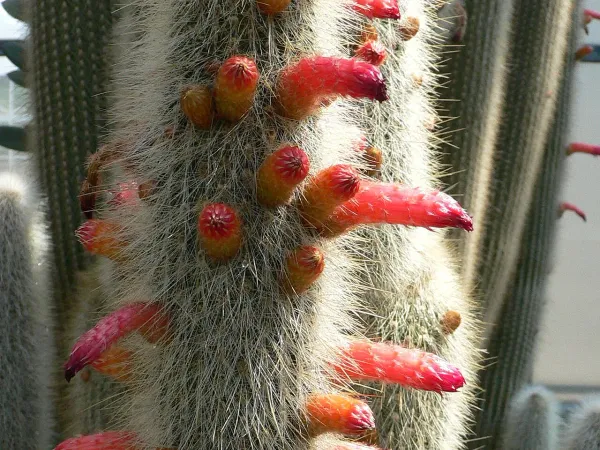 Foto von Cleistocactus (Cleistocactus strausii).