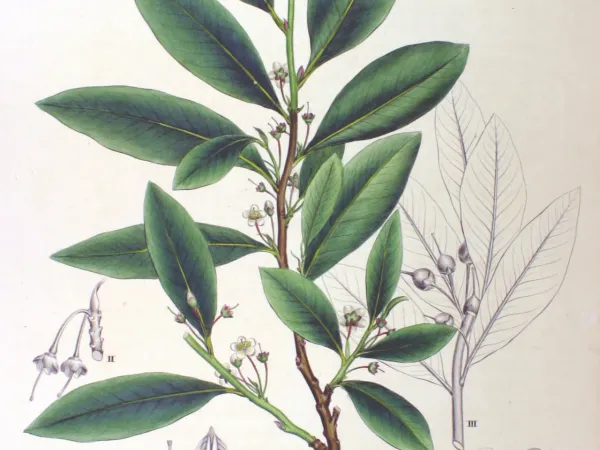 Foto von Cleyera (Cleyera japonica).