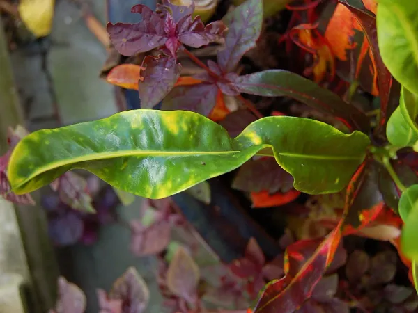 Foto von Codiaeum (Codiaeum variegatum).