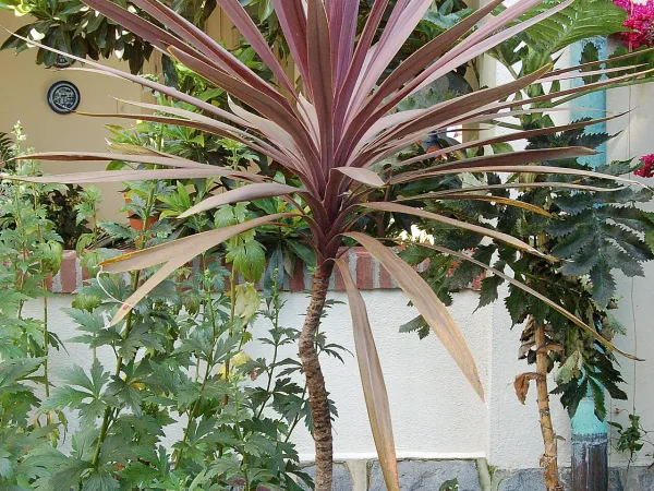 Foto von Cordyline (Cordyline australis).