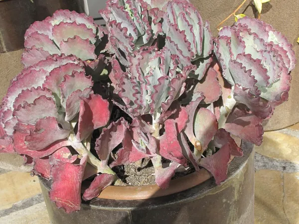 Foto von Cotyledon (Cotyledon undulata).