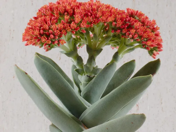 Foto von Crassula (Crassula falcata).