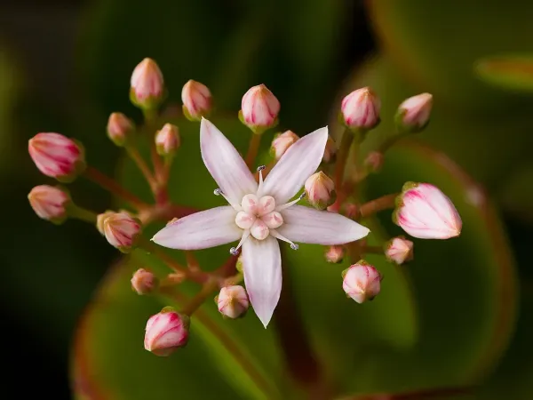 Foto von Crassula ovata (Crassula ovata).