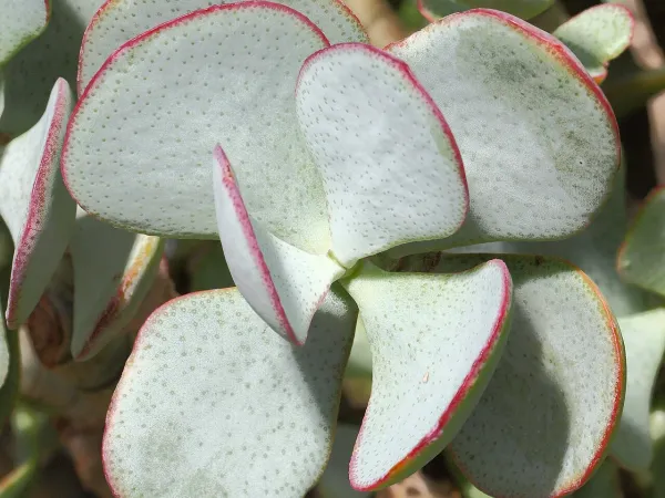 Foto von Crassula (Crassula arborescens).