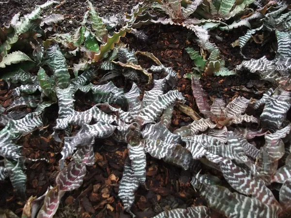 Foto von Cryptanthus (Cryptanthus zonatus).