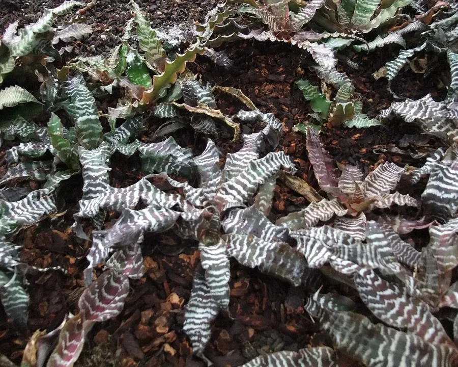 Foto von Cryptanthus (Cryptanthus zonatus).