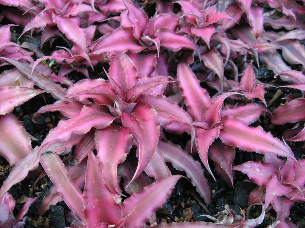 Foto von Cryptanthus (Cryptanthus bivittatus).