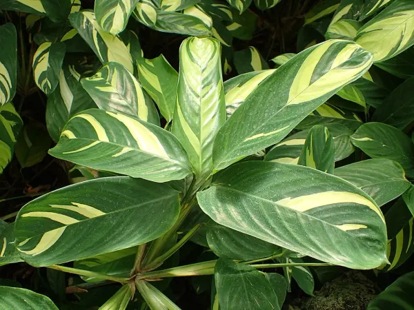Foto von Ctenanthe (Ctenanthe lubbersiana).
