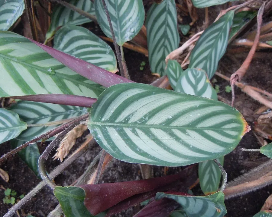 Foto von Ctenanthe (Ctenanthe setosa).