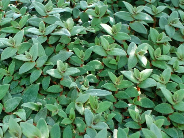 Foto von Cyanotis (Cyanotis kewensis).