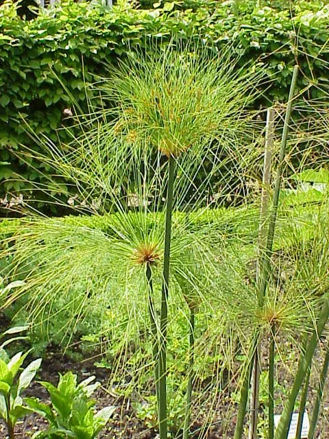 Foto von Cyperus (Cyperus papyrus).