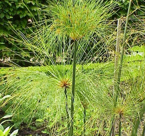 Foto von Cyperus (Cyperus papyrus).