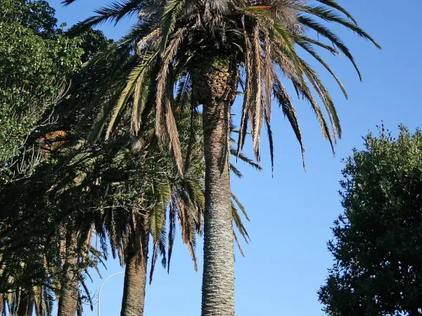 Foto von Dattelpalme (Phoenix canariensis).