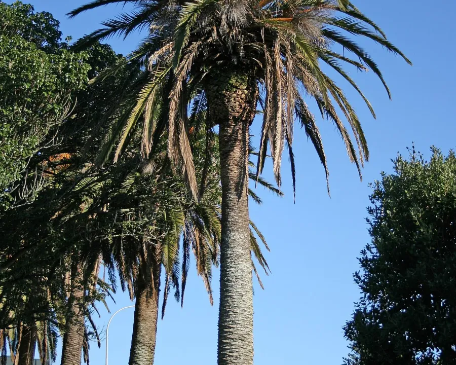 Foto von Dattelpalme (Phoenix canariensis).