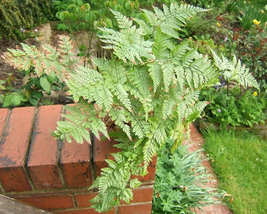 Foto von Davallia (Davallia canariensis).