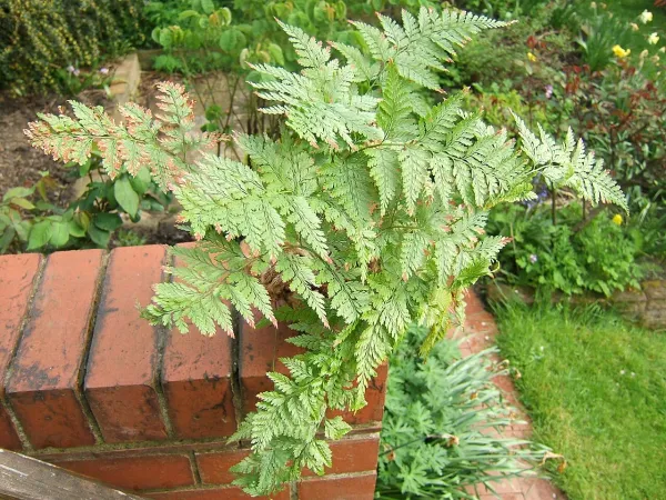 Foto von Davallia (Davallia canariensis).