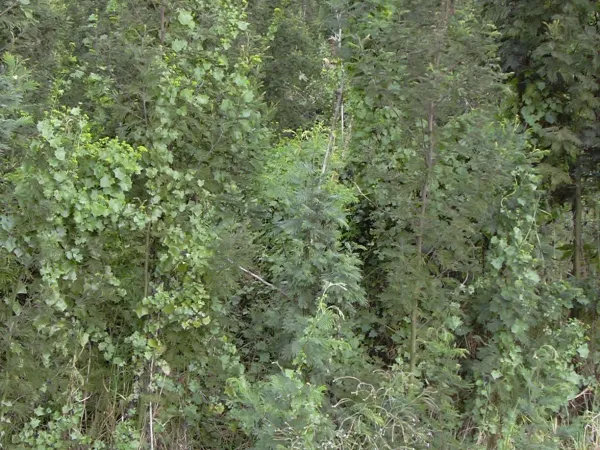 Foto von Delairea (Delairea odorata).