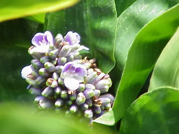 Foto von Dichorisandra (Dichorisandra reginae).