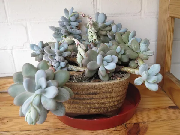 Foto von Dickstamm (Pachyphytum oviferum).