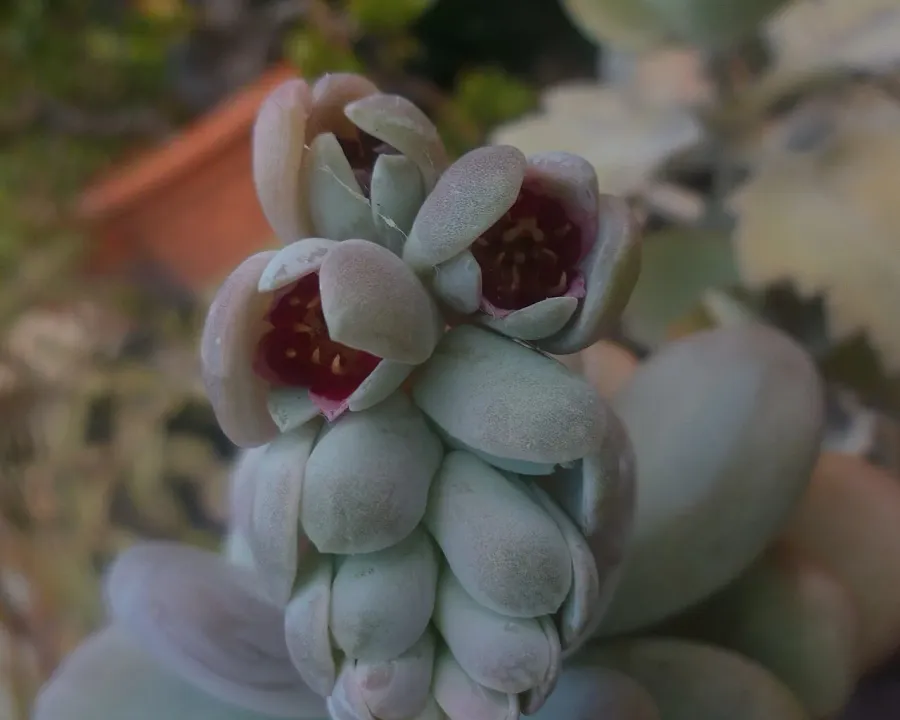 Foto von Dickstamm (Pachyphytum bracteosum).