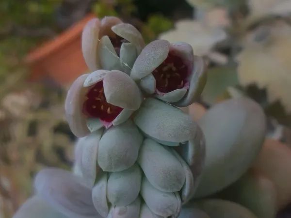 Foto von Dickstamm (Pachyphytum bracteosum).