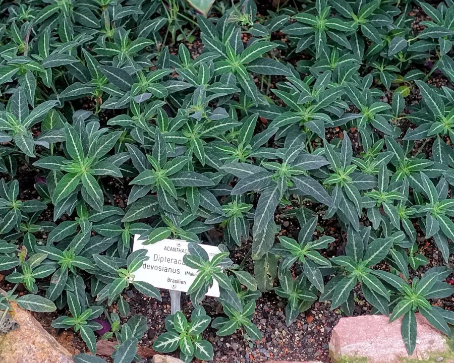 Foto von Dipteracanthus (Dipteracanthus devosianus).