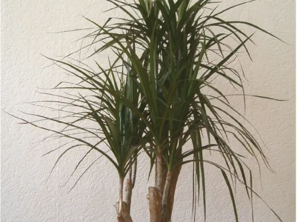 Foto von Drachenbaum (Dracaena marginata).