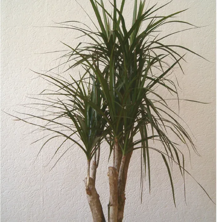 Foto von Drachenbaum (Dracaena marginata).