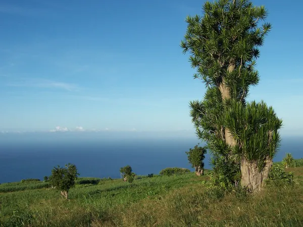 Foto von Drachenbaum (Dracaena reflexa).