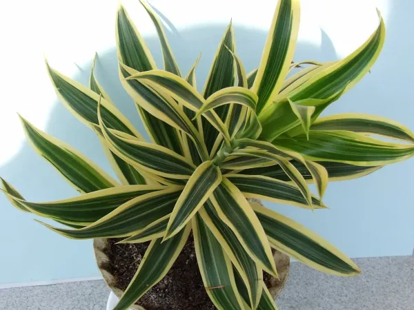 Foto von Drachenbaum (Dracaena fragrans).